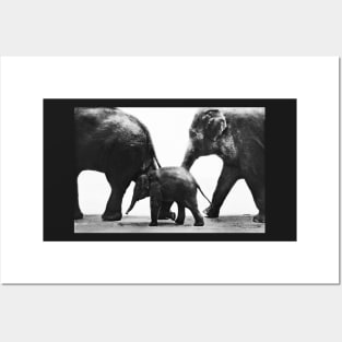 Baby Elephant and Parents Posters and Art